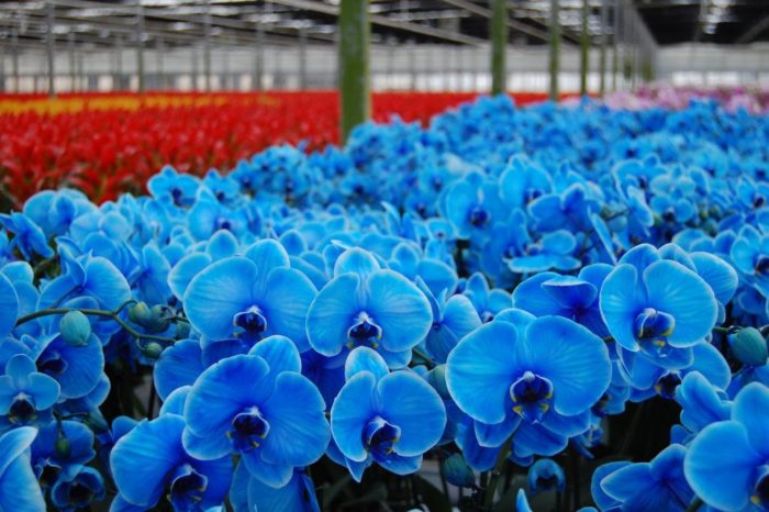 Крашеные голубые орхидеи